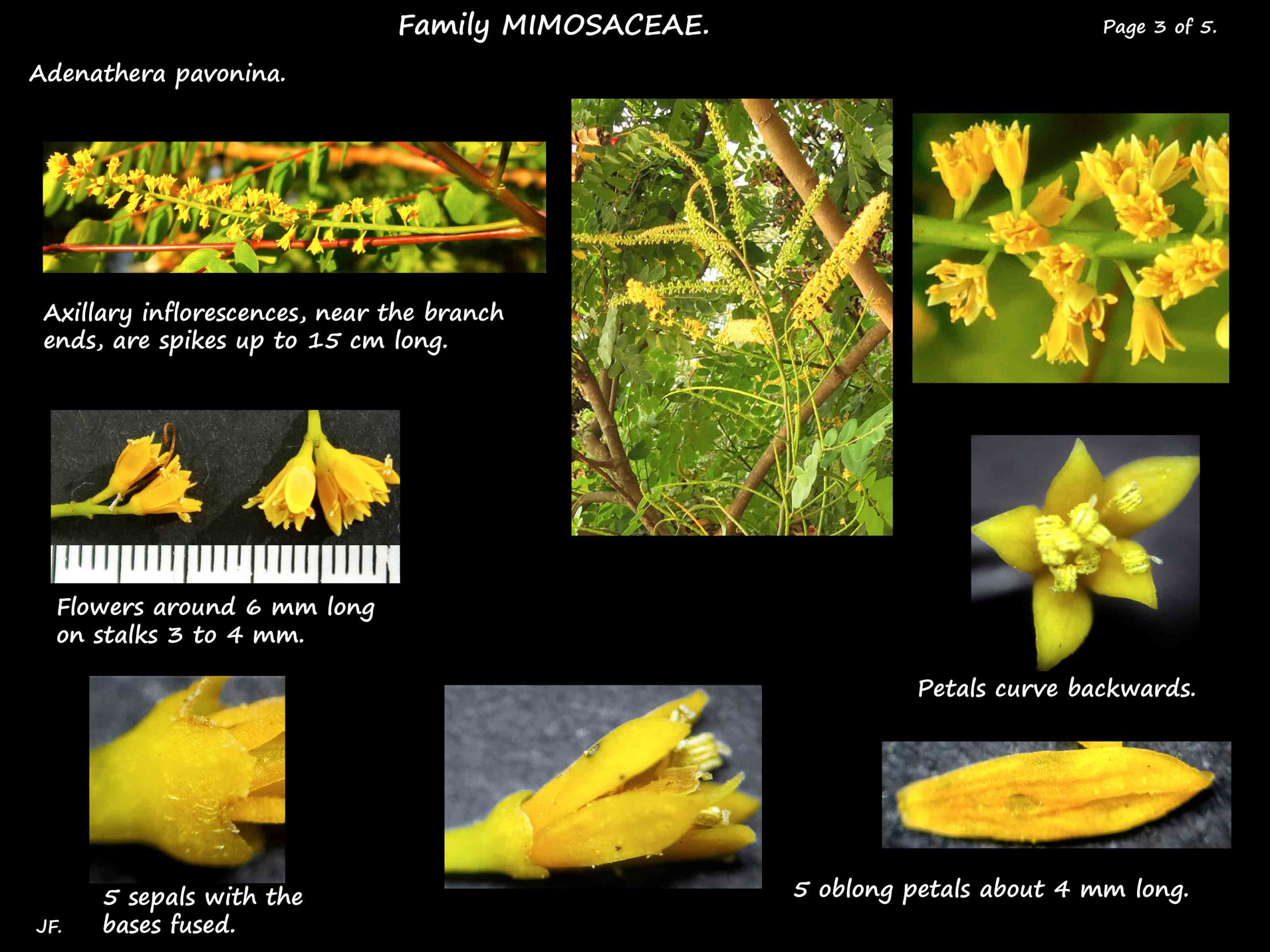 3 Adenathera pavonina flowers